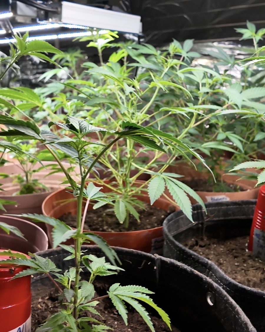 Satibaja promueve consumo legal e informado de cannabis en Mexicali