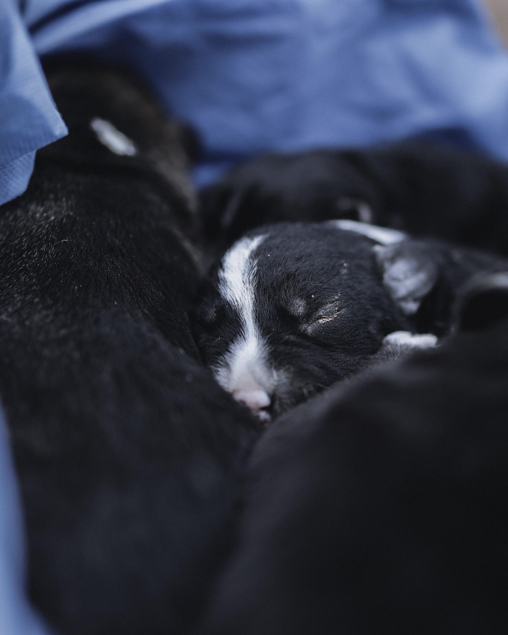 Historia que conmovió a Mexicali logra apoyo para José Luis y “Vaquita”, él irá a refugio mientras que “Vaquita” y cachorros al Santuario Mily
