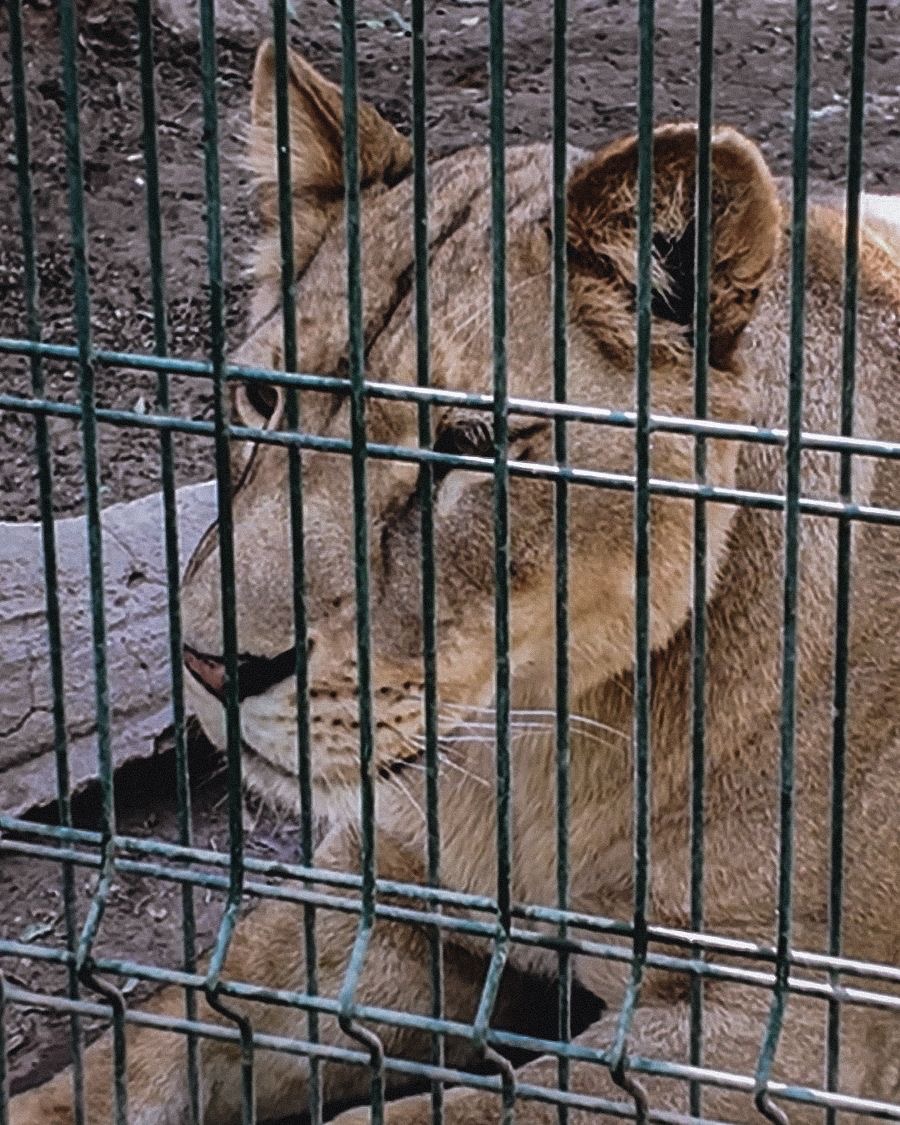 El 90% de los animales del Bosque y Zoológico de Mexicali provienen de rescates y decomisos.
