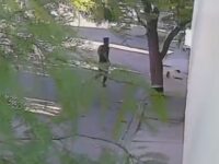 FGE investiga brutal ataque contra perrita en Mexicali; agresor huyó y permanece prófugo