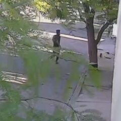 FGE investiga brutal ataque contra perrita en Mexicali; agresor huyó y permanece prófugo