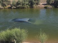 Muere trabajador agrícola “El Bocho”, tras caer con su vehículo al canal Independencia en el Valle de Mexicali