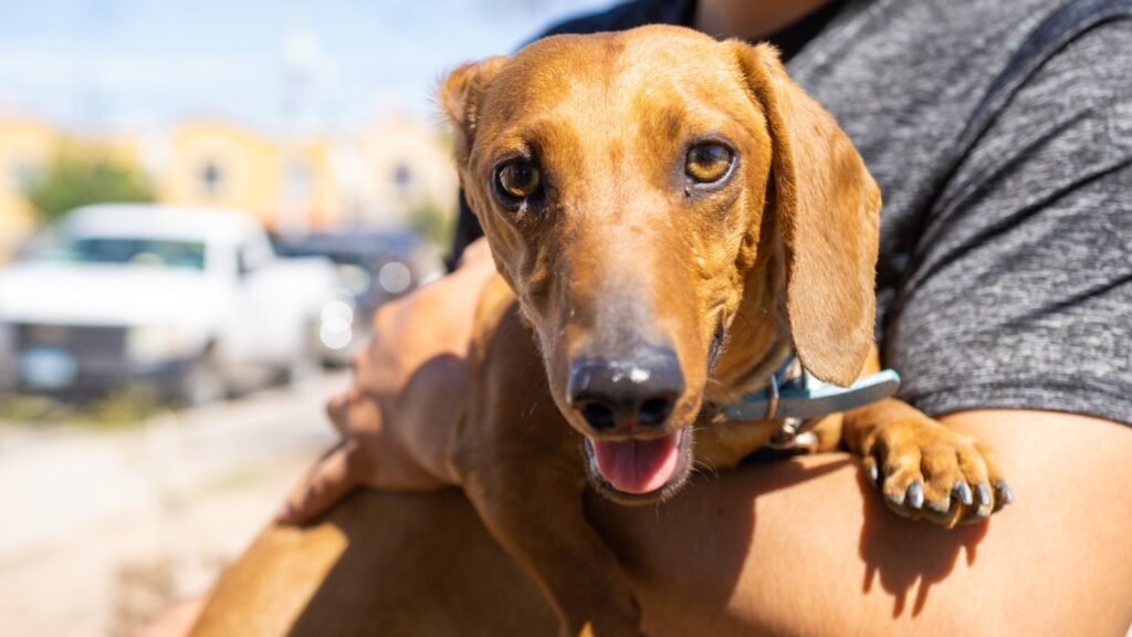 Vacunan gratis contra la rabia a perros y gatos desde el mes y medio de edad