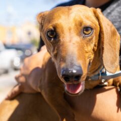 Vacunan gratis contra la rabia a perros y gatos desde el mes y medio de edad