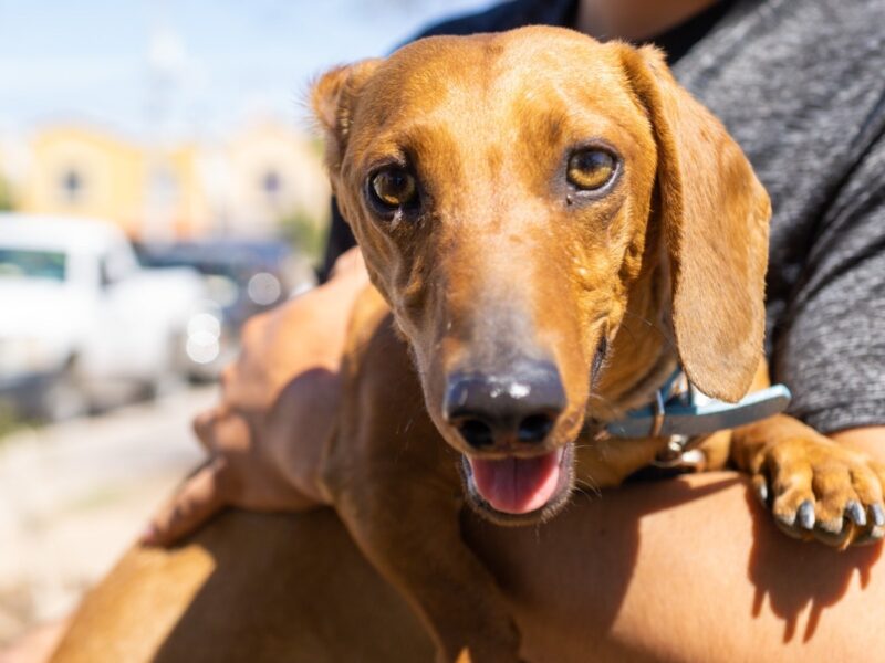 Vacunan gratis contra la rabia a perros y gatos desde el mes y medio de edad