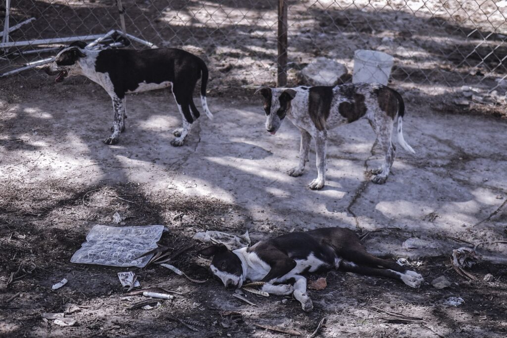 Buscan frenar el abandono de perros y gatos con estrategias de bienestar animal; piden cuentas a los Ayuntamientos
