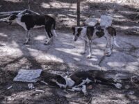 Buscan frenar el abandono de perros y gatos con estrategias de bienestar animal; piden cuentas a los Ayuntamientos
