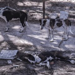 Buscan frenar el abandono de perros y gatos con estrategias de bienestar animal; piden cuentas a los Ayuntamientos