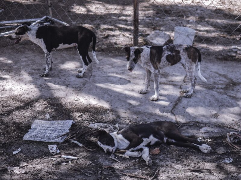 Buscan frenar el abandono de perros y gatos con estrategias de bienestar animal; piden cuentas a los Ayuntamientos