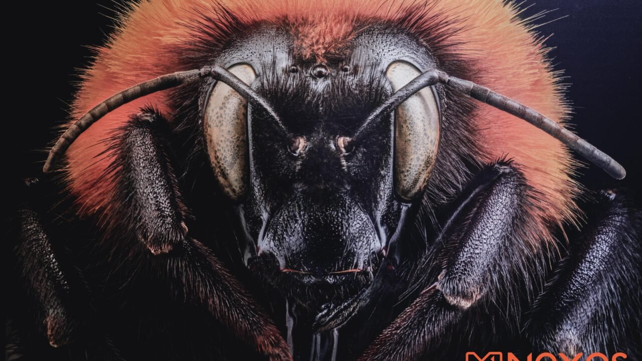 UABC exhibe la belleza de insectos extintos y en peligro para despertar conciencia sobre su conservación
