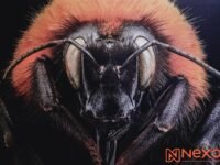 UABC exhibe la belleza de insectos extintos y en peligro para despertar conciencia sobre su conservación