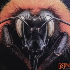UABC exhibe la belleza de insectos extintos y en peligro para despertar conciencia sobre su conservación