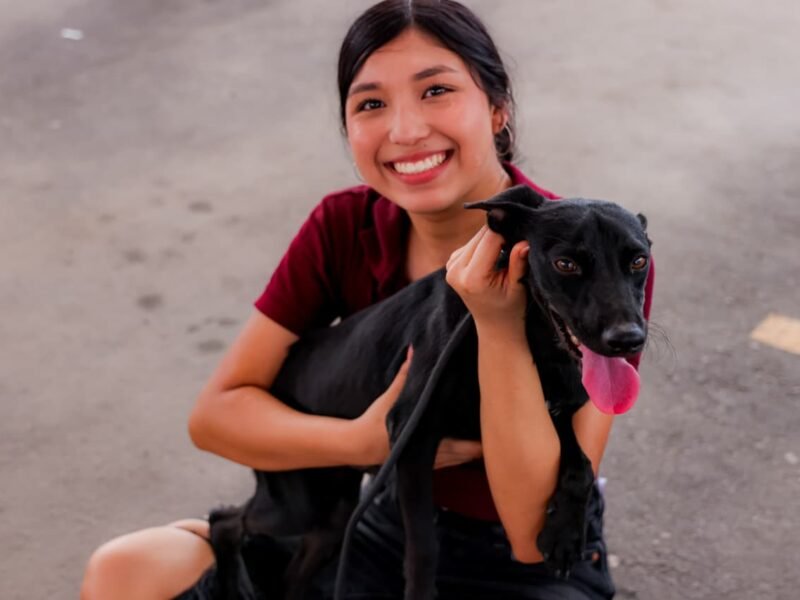 230 perros y gatos esperan una familia en Mexicali; buscan adopciones responsables ante abandono y maltrato