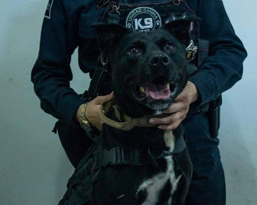 Proponen proteger a los binomios K9 y garantizarles un retiro digno