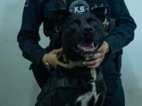 Proponen proteger a los binomios K9 y garantizarles un retiro digno