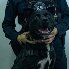 Proponen proteger a los binomios K9 y garantizarles un retiro digno