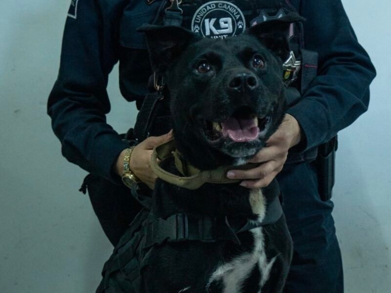 Proponen proteger a los binomios K9 y garantizarles un retiro digno