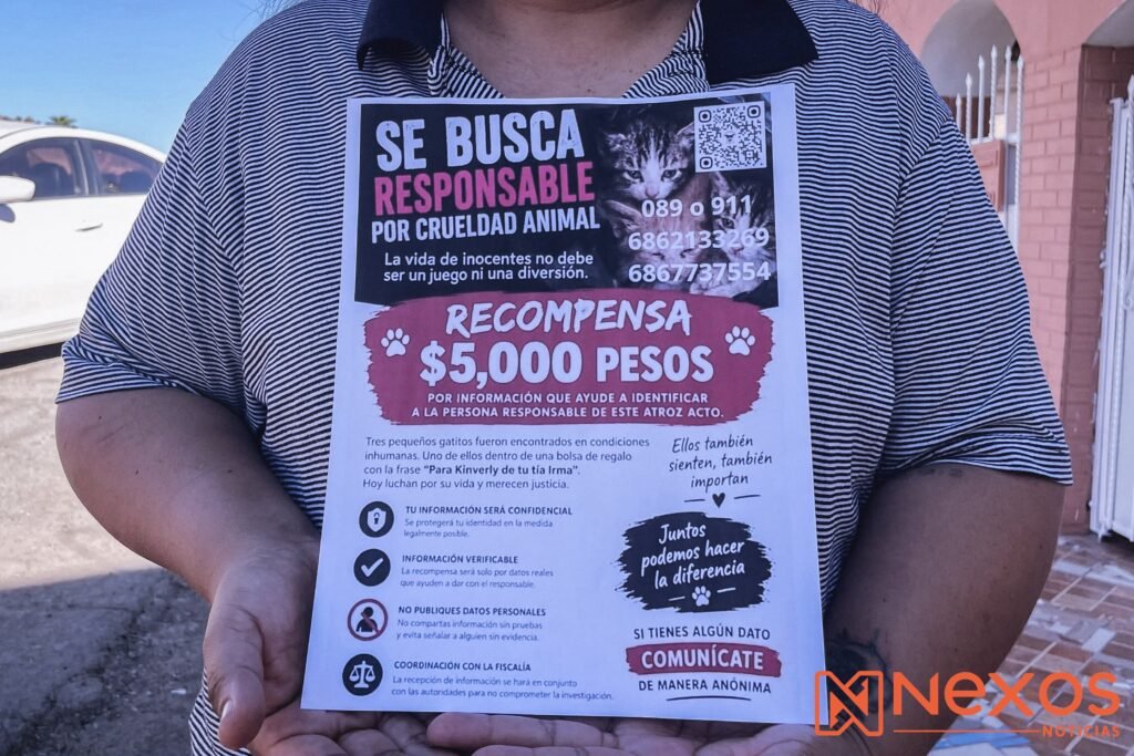 Crueldad y tortura contra tres gatitos encontrados en basurero de la colonia Lucio Blanco; rescatistas exigen justicia