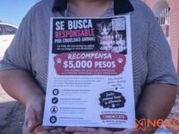 Crueldad y tortura contra tres gatitos encontrados en basurero de la colonia Lucio Blanco; rescatistas exigen justicia