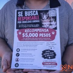 Crueldad y tortura contra tres gatitos encontrados en basurero de la colonia Lucio Blanco; rescatistas exigen justicia