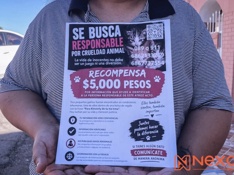 Crueldad y tortura contra tres gatitos encontrados en basurero de la colonia Lucio Blanco; rescatistas exigen justicia