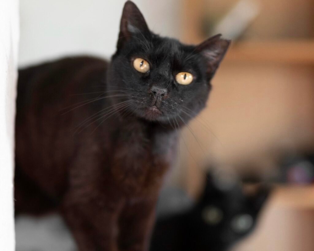 Alertan por riesgo para animales negros ante posibles rituales durante Halloween
