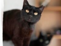 Alertan por riesgo para animales negros ante posibles rituales durante Halloween