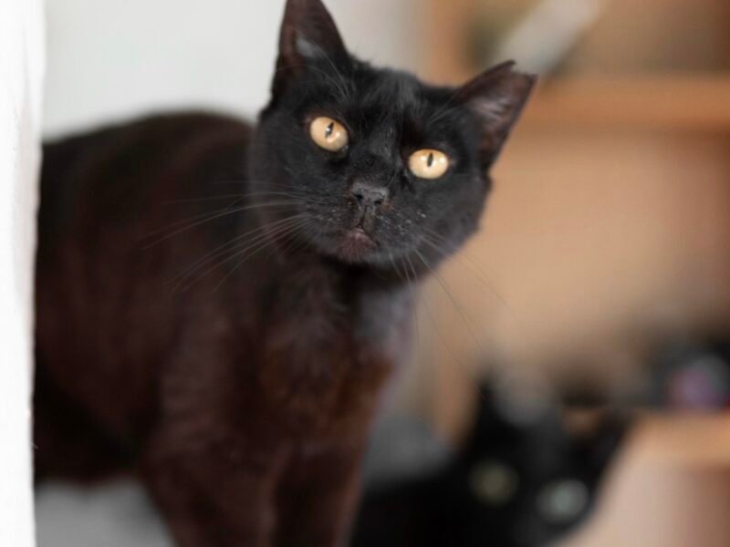 Alertan por riesgo para animales negros ante posibles rituales durante Halloween