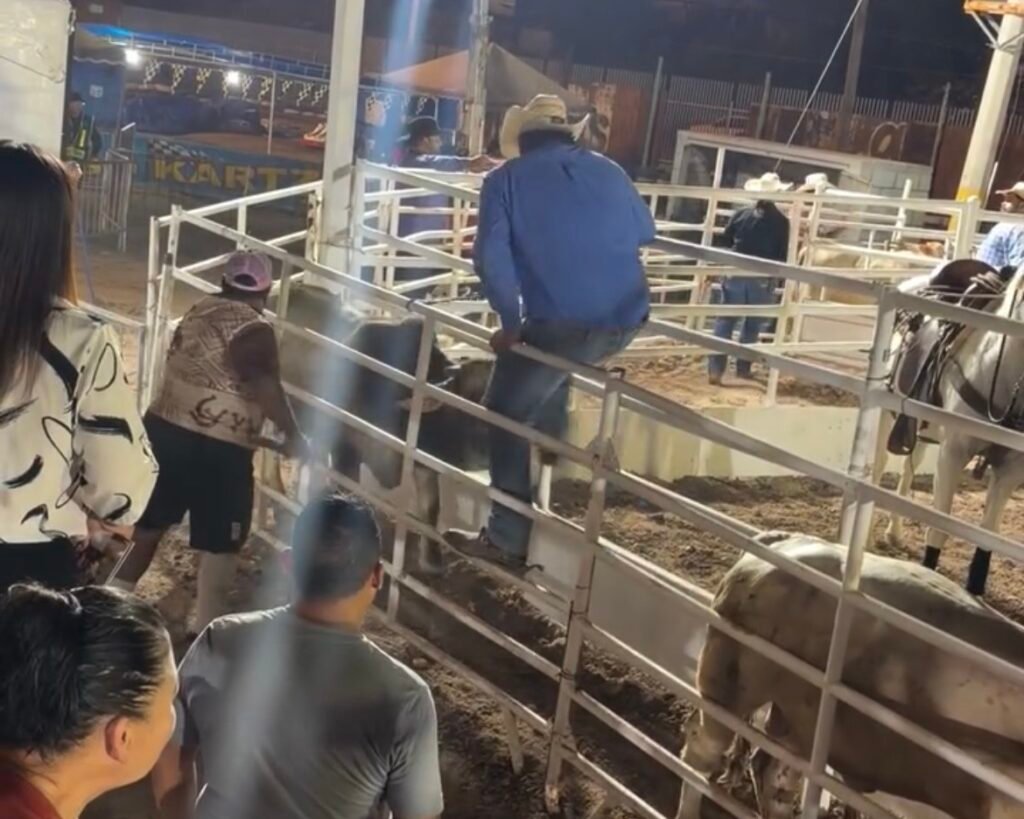 Revisarán rodeo de Fiestas del Sol tras denuncias por presunto maltrato animal