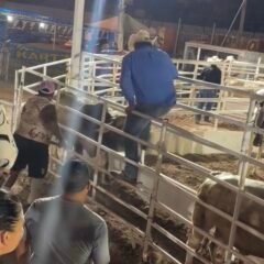 Revisarán rodeo de Fiestas del Sol tras denuncias por presunto maltrato animal
