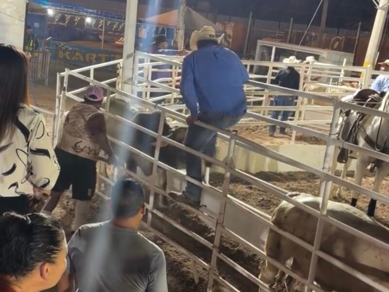 Revisarán rodeo de Fiestas del Sol tras denuncias por presunto maltrato animal