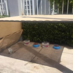 Multa Policía Municipal a ciudadano por instalar sombra y dar agua a perros callejeros