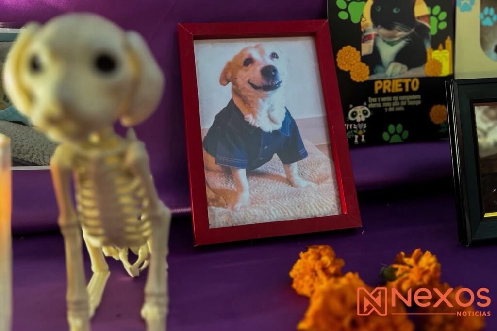 Entre flores y fotografías, Altar de Mascotas honra la memoria de compañeros en vida que hoy vuelven del más allá