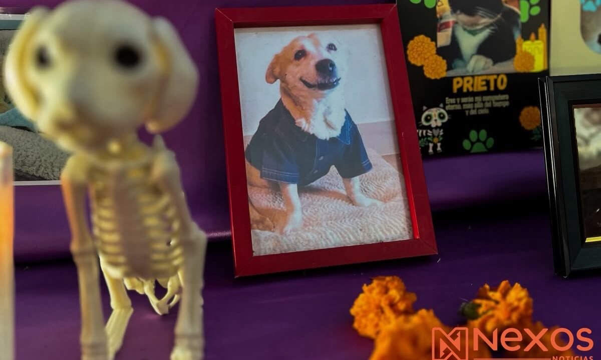 Entre flores y fotografías, Altar de Mascotas honra la memoria de compañeros en vida que hoy vuelven del más allá