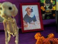 Entre flores y fotografías, Altar de Mascotas honra la memoria de compañeros en vida que hoy vuelven del más allá