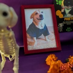 Entre flores y fotografías, Altar de Mascotas honra la memoria de compañeros en vida que hoy vuelven del más allá